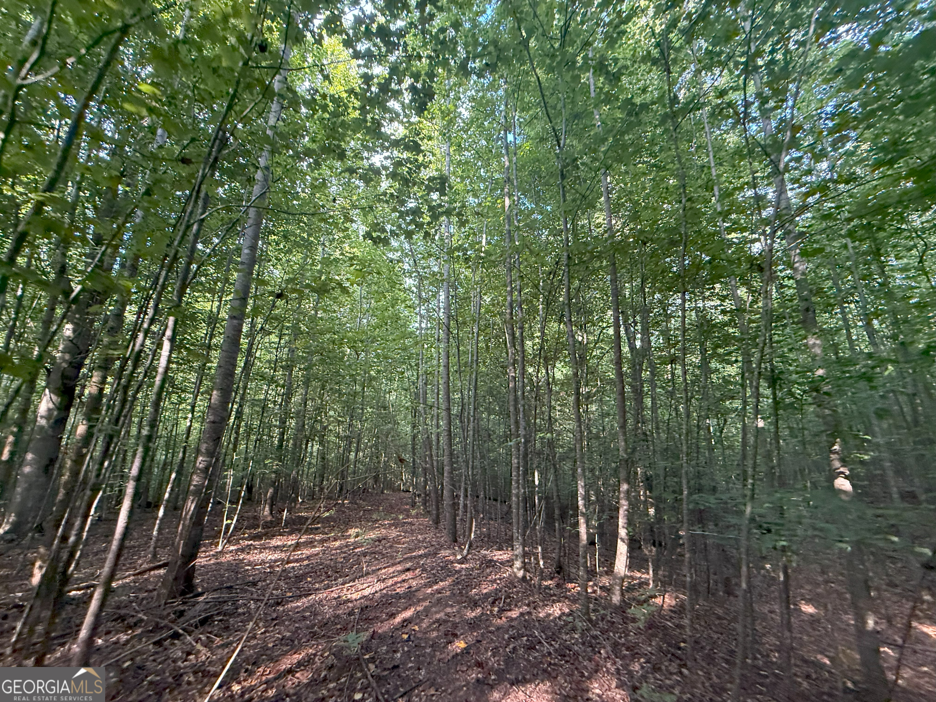 1 Bunch Road Tignall, GA 30668 - Photo 24 of 35 a view of outdoor space and trees