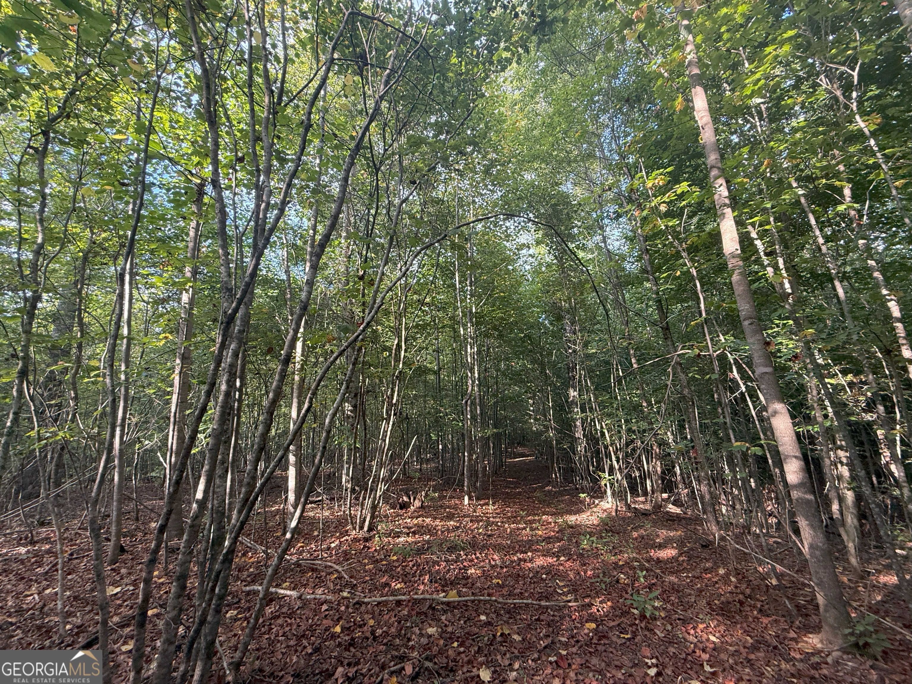 1 Bunch Road Tignall, GA 30668 - Photo 25 of 35 a view of forest