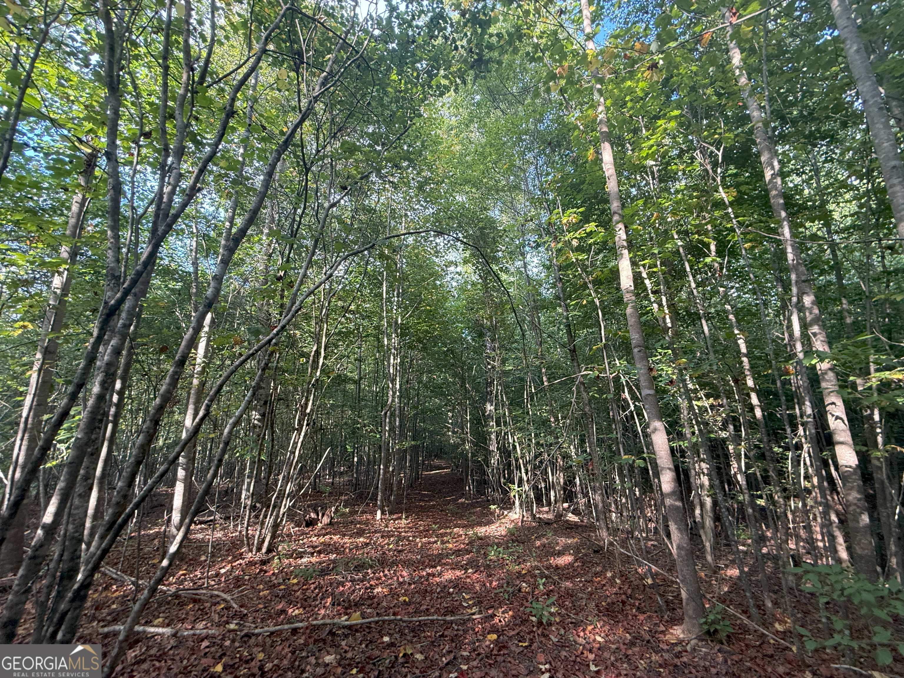 1 Bunch Road Tignall, GA 30668 - Photo 26 of 35 a view of a forest with trees in the background