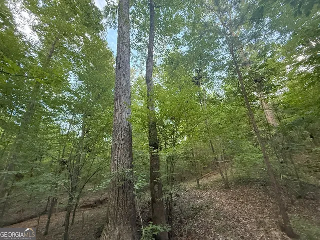a view of a forest that has large trees