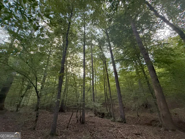 a view of forest with trees