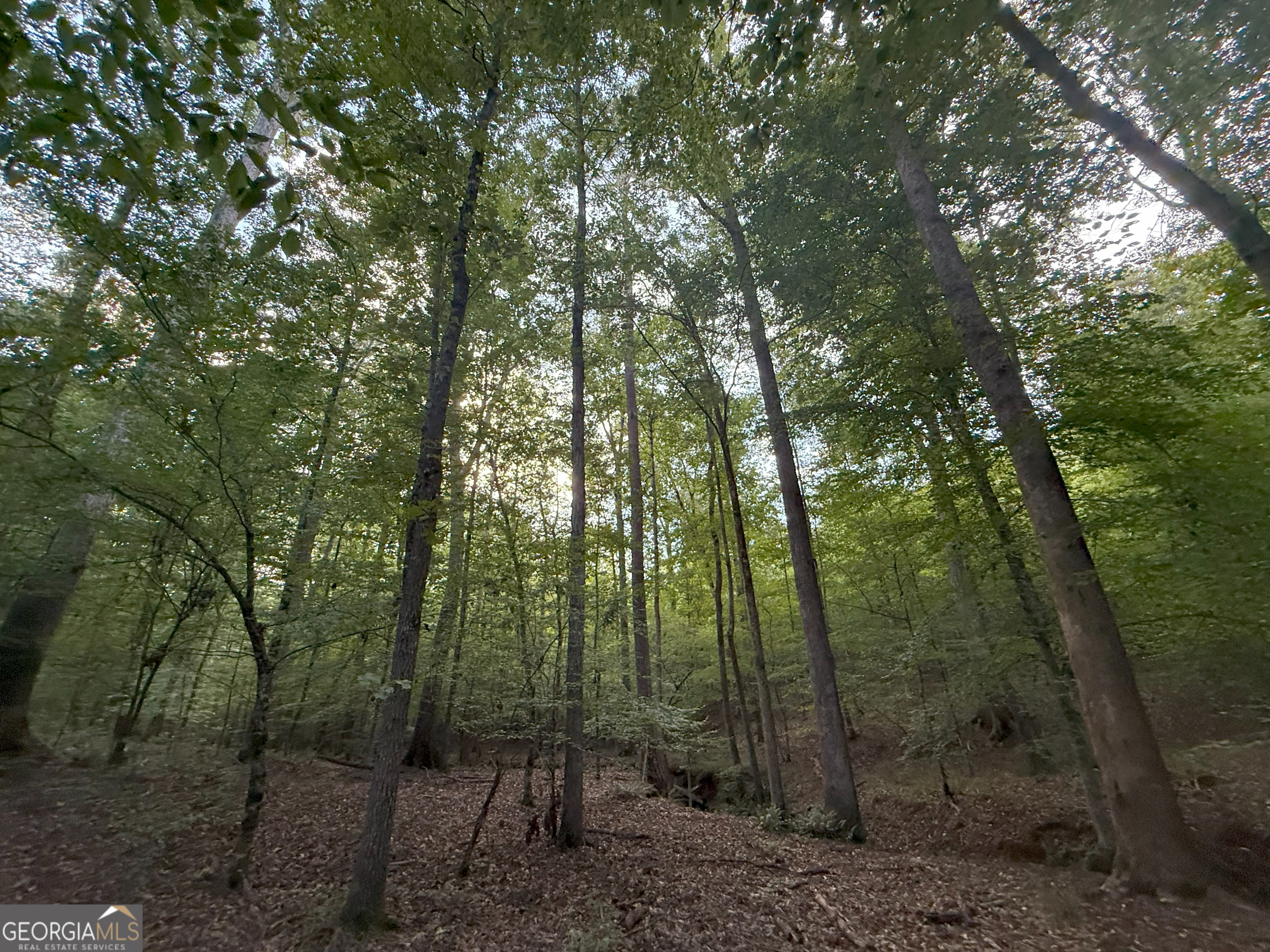 1 Bunch Road Tignall, GA 30668 - Photo 7 of 35 a view of forest with trees