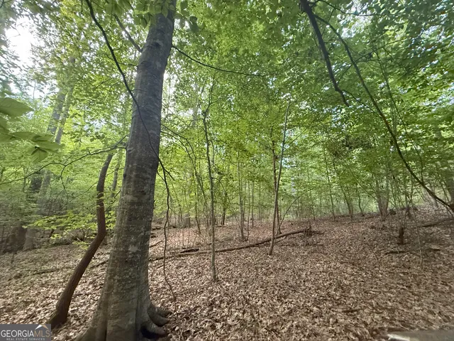 a view of a forest with trees