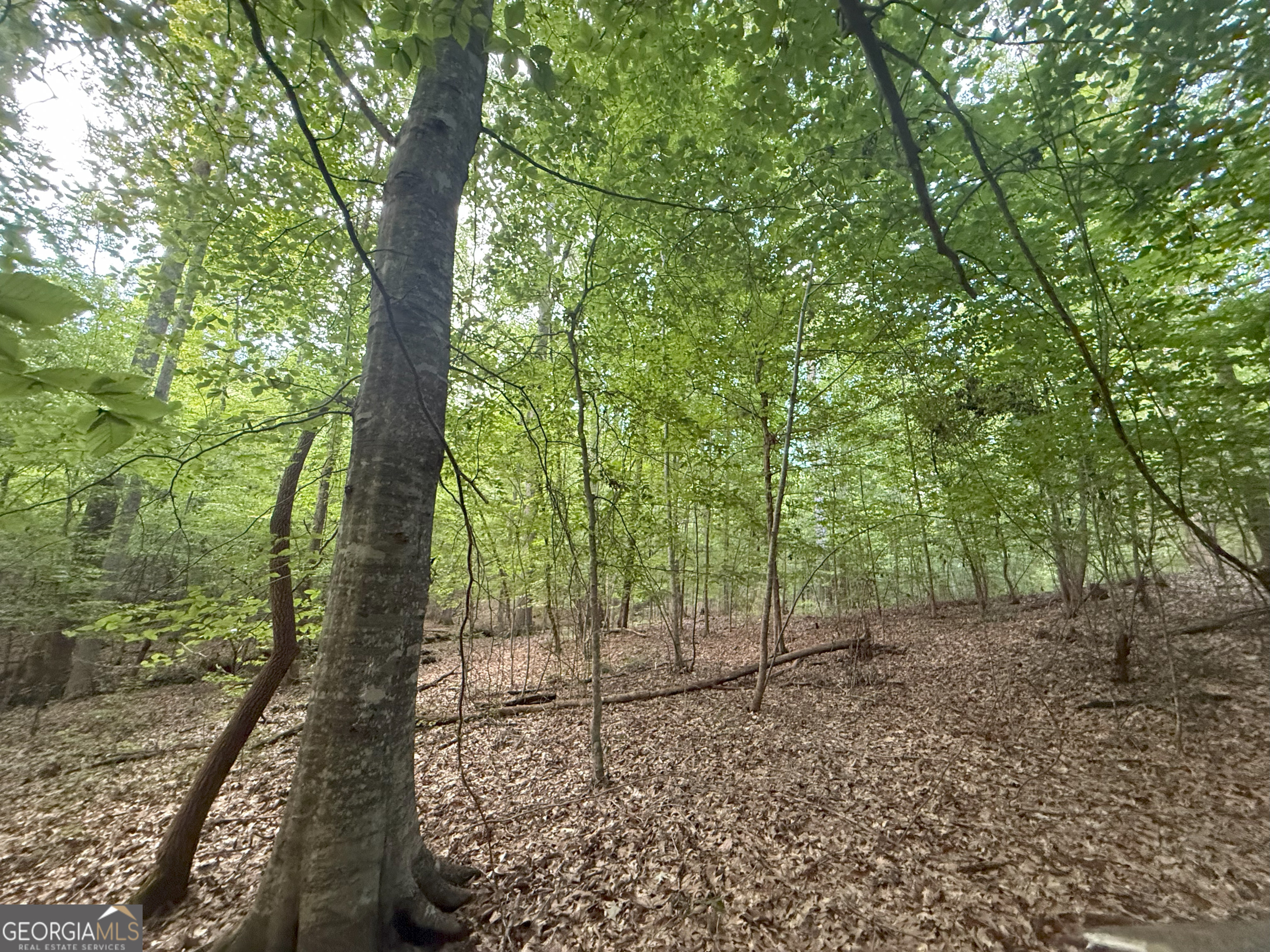 1 Bunch Road Tignall, GA 30668 - Photo 8 of 35 a view of a forest with trees