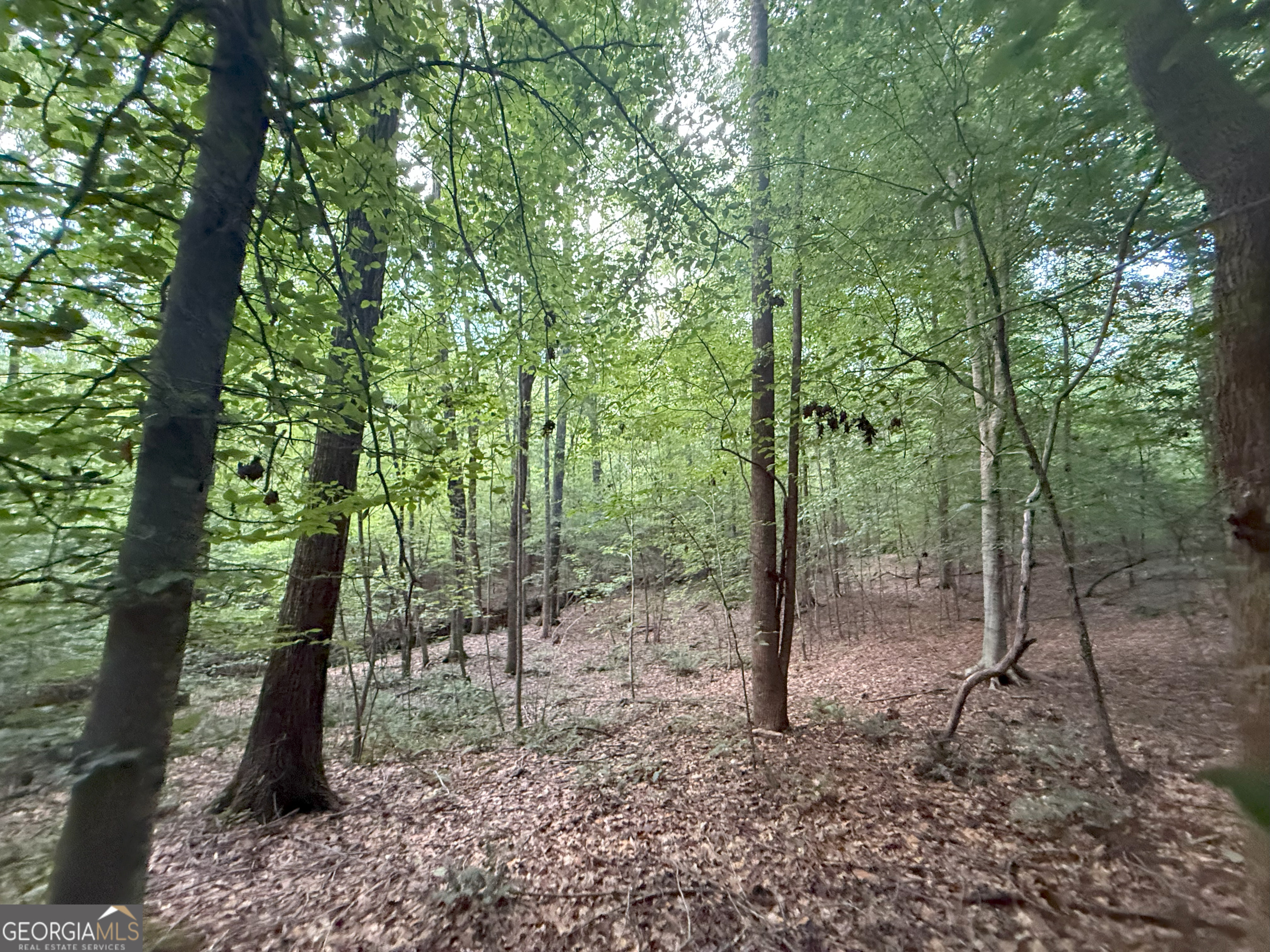 1 Bunch Road Tignall, GA 30668 - Photo 9 of 35 a view of a forest with trees
