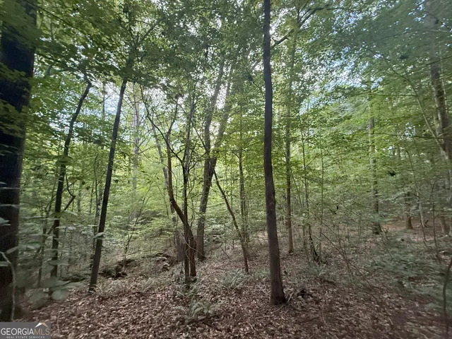 a view of a forest with trees