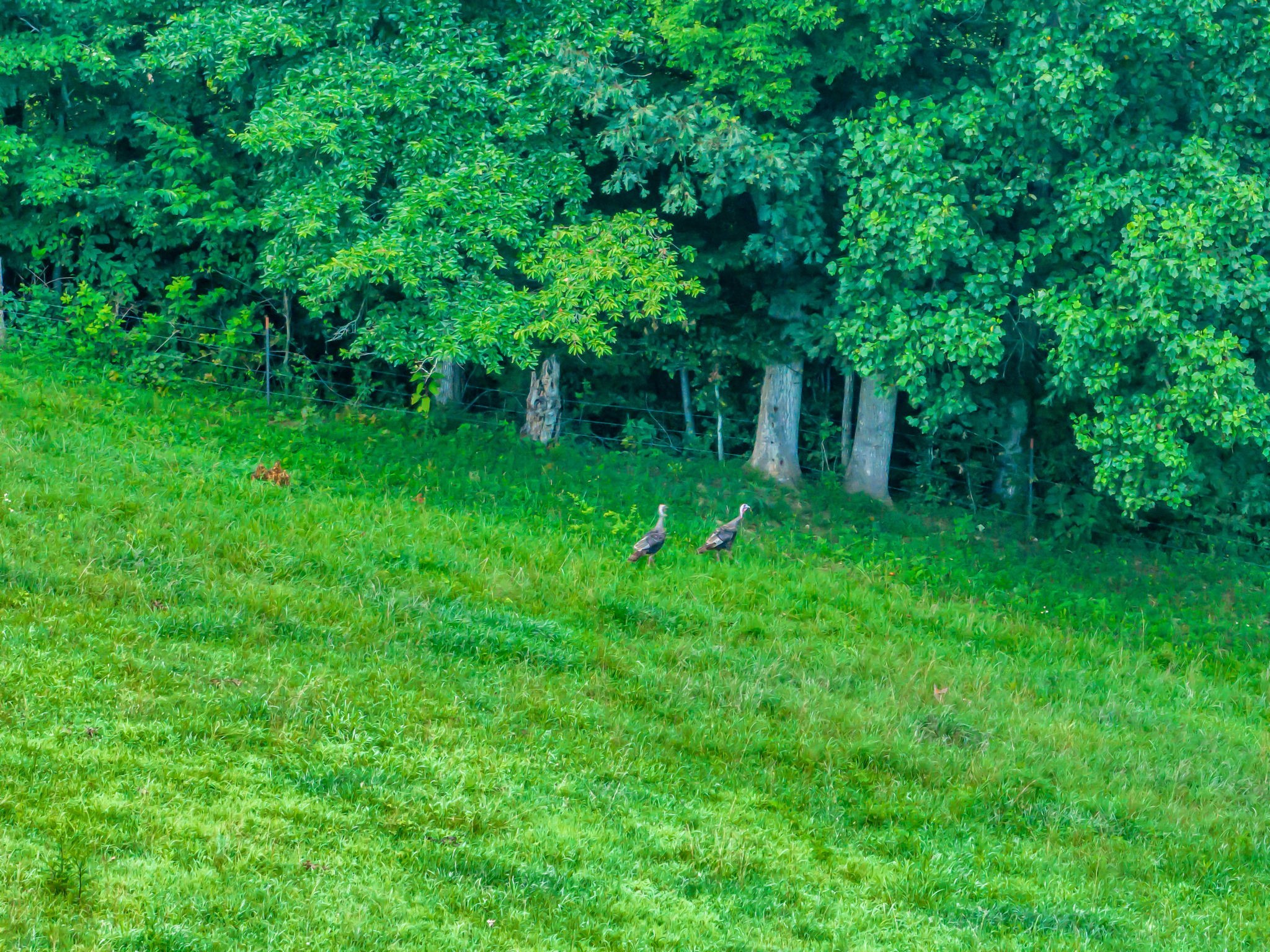 0 Smalling Road Lafayette, TN 37083 - Photo 15 of 26 Gallery Image 15