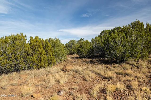 a view of a yard with trees and bushes
