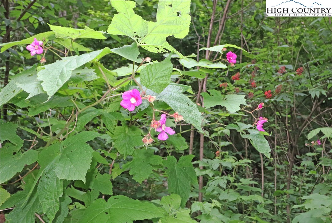 Nettles Ridge, Unit 45 Banner Elk, NC 28604 - Photo 8 of 12 a view of a flower