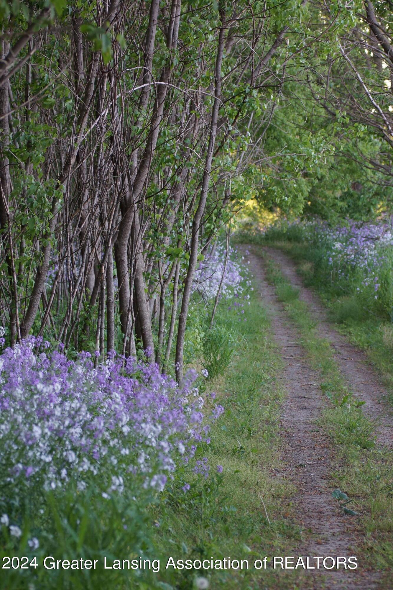 10483 Wilcox Road Onondaga, MI 49264 - Photo 55 of 63 Wild Phlox in the woods