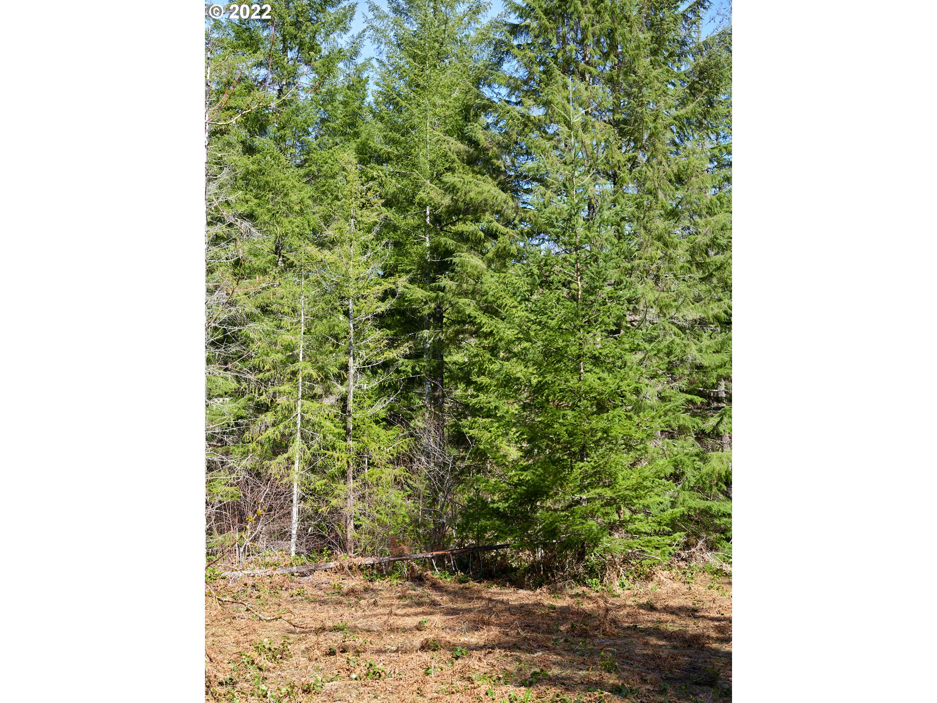 Lahar Lane, Unit 8 Cougar, WA 98616 - Photo 11 of 25 a view of a yard