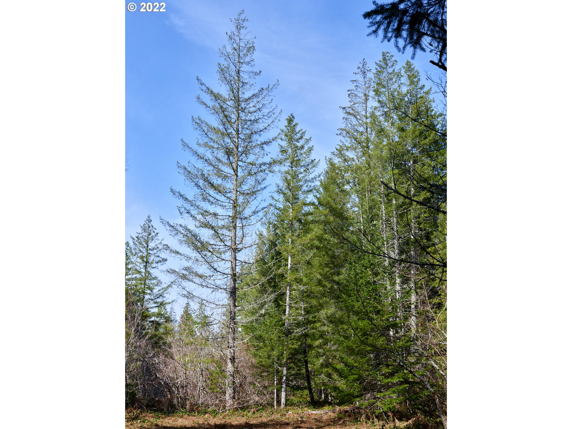 Lahar Lane, Unit 8 Cougar, WA 98616 - Photo 13 of 25 a picture of a tree