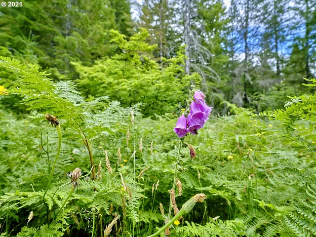a black and white photo of a forest