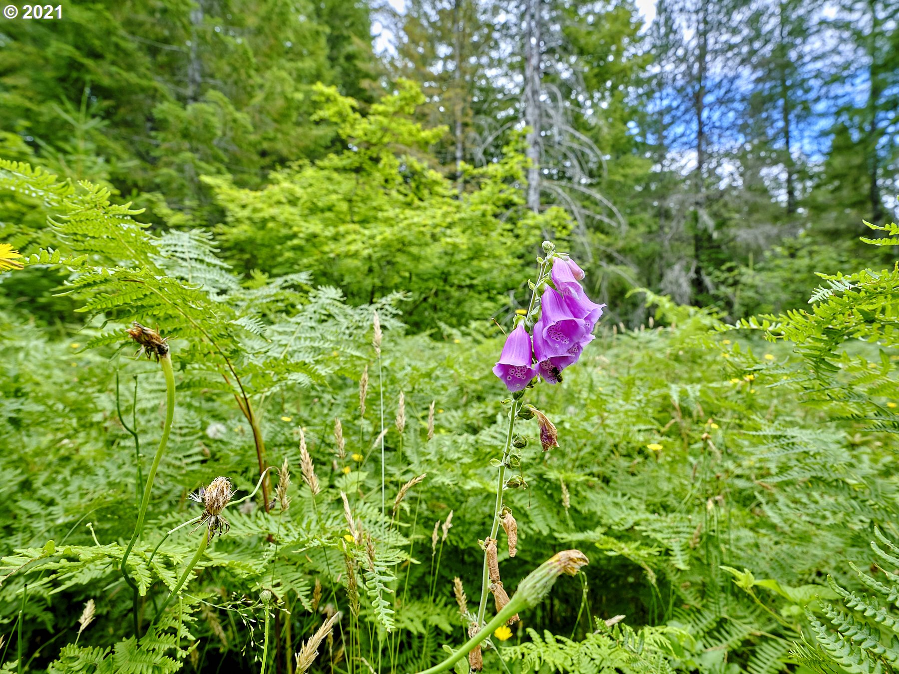 Lahar Lane, Unit 8 Cougar, WA 98616 - Photo 17 of 25 a view of yard