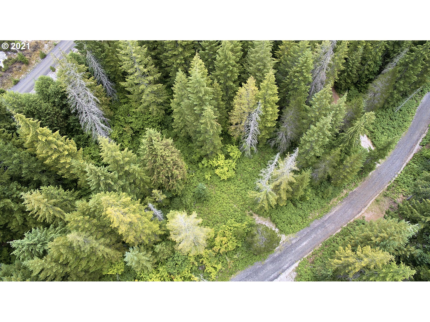 Lahar Lane, Unit 8 Cougar, WA 98616 - Photo 18 of 25 a black and white photo of a forest