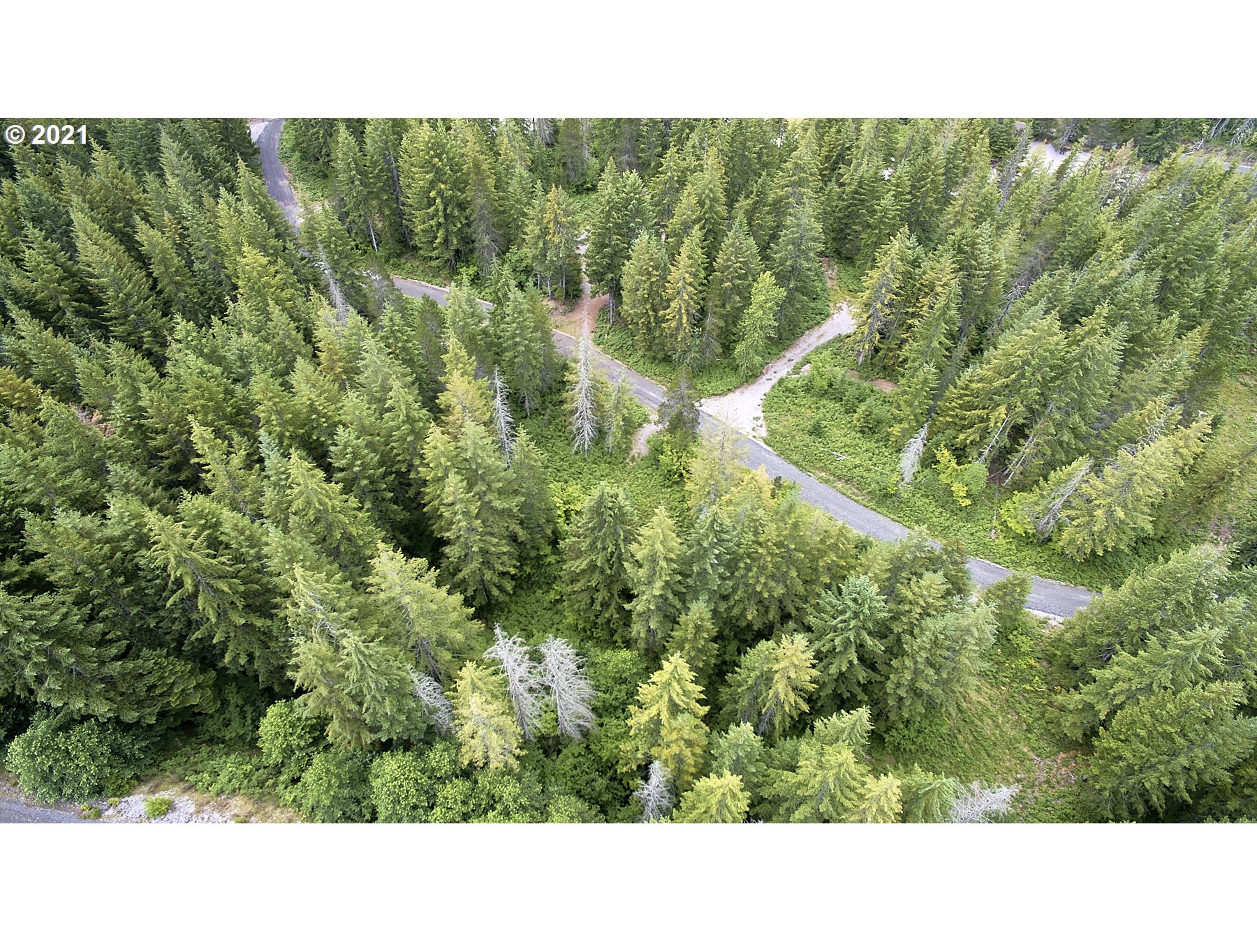 Lahar Lane, Unit 8 Cougar, WA 98616 - Photo 19 of 25 a black and white photo of a forest
