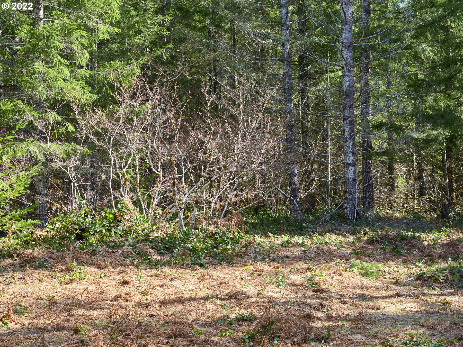 Lahar Lane, Unit 8 Cougar, WA 98616 - Photo 25 of 25 a view of a yard with a tree