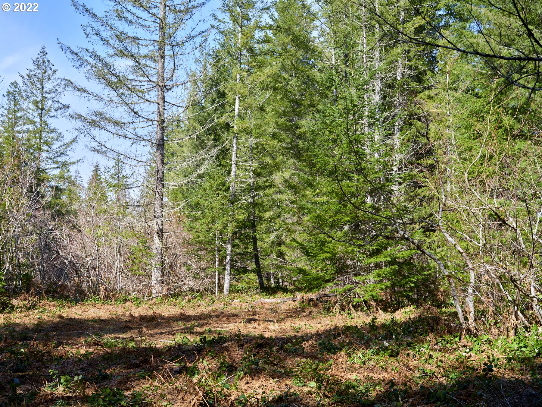 Lahar Lane, Unit 8 Cougar, WA 98616 - Photo 8 of 25 a view of a yard with plants and trees