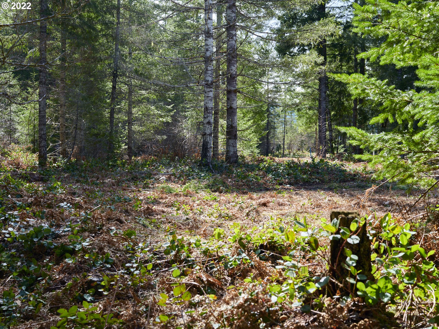 Lahar Lane, Unit 8 Cougar, WA 98616 - Photo 9 of 25 a view of outdoor space and a yard