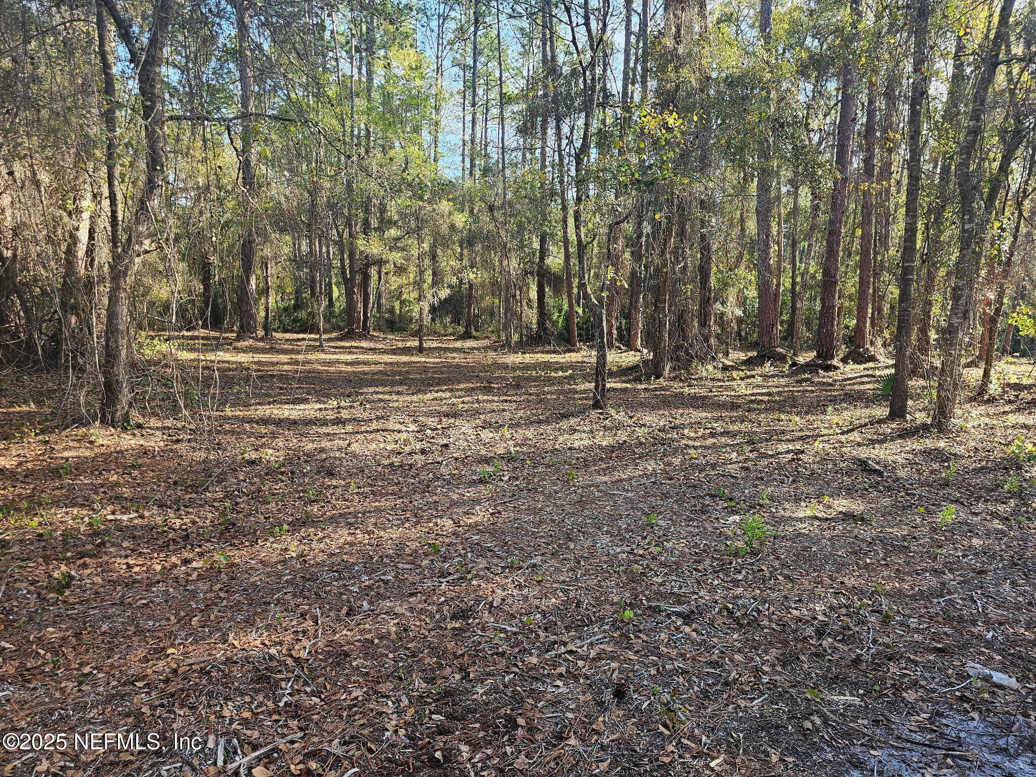202 1st Street Georgetown, FL 32139 - Photo 5 of 13 a backyard of a house with lots of green space