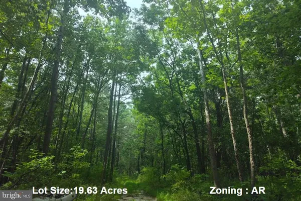 a view of forest