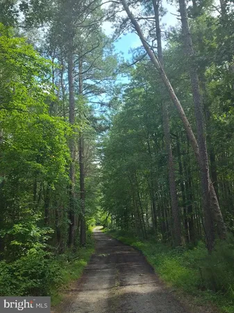 a view of a forest