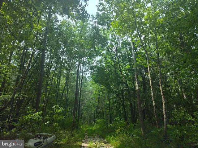 a view of a forest with trees