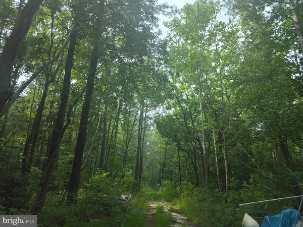 a view of forest