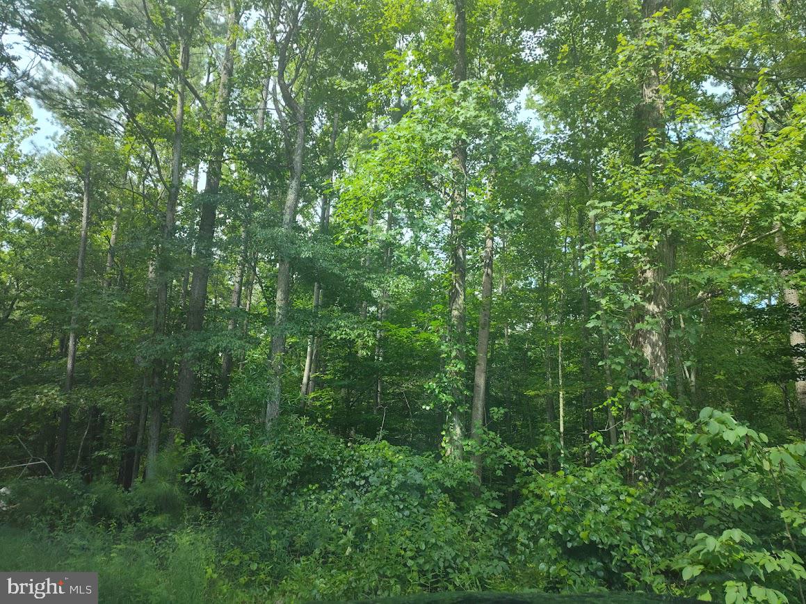 4820 Danville Road Brandywine, MD 20613 - Photo 5 of 17 a view of forest