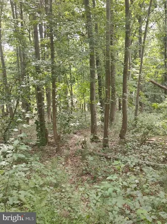 a view of a garden with a tree