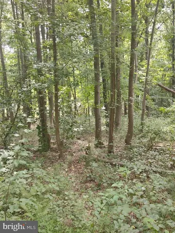 a view of a garden with a tree