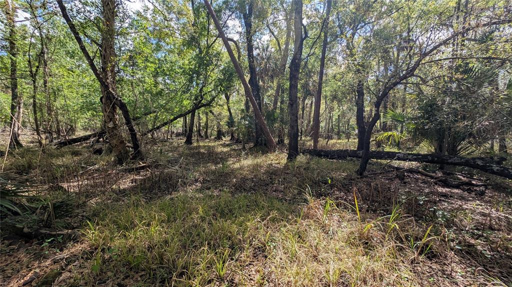 Gillette Road Zolfo Springs, FL 33890 - Photo 16 of 86 a view of outdoor space with lots of trees