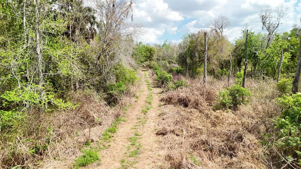 Gillette Road Zolfo Springs, FL 33890 - Photo 20 of 86 a view of a forest with a tree