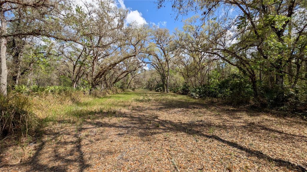 Gillette Road Zolfo Springs, FL 33890 - Photo 2 of 86 a view of a yard with plants and trees