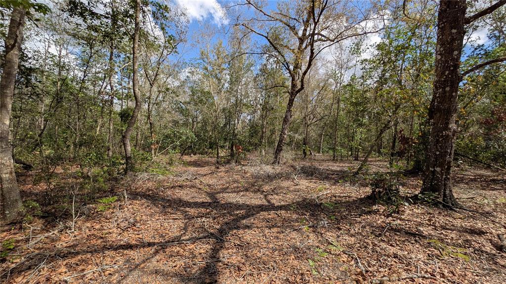 Gillette Road Zolfo Springs, FL 33890 - Photo 21 of 86 a view of a forest with trees