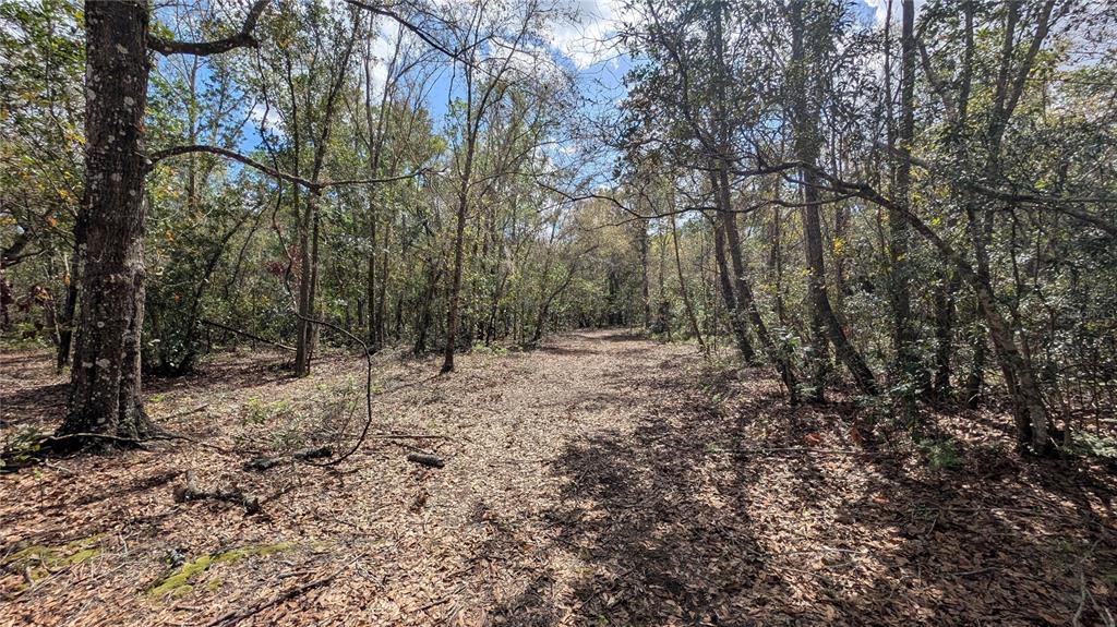 Gillette Road Zolfo Springs, FL 33890 - Photo 23 of 86 a view of a forest with trees in the background