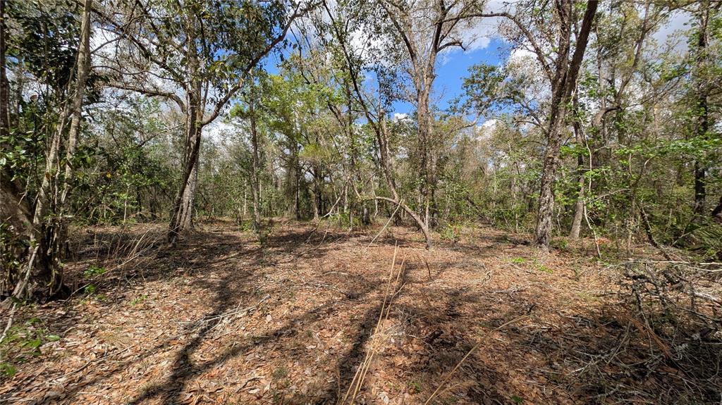 Gillette Road Zolfo Springs, FL 33890 - Photo 24 of 86 a view of outdoor space with trees