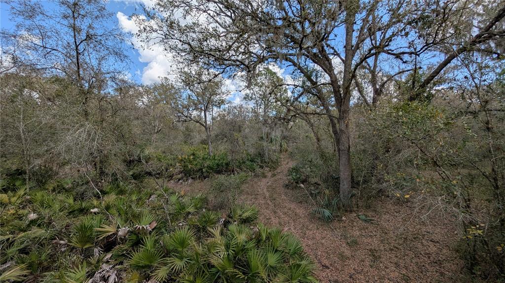 Gillette Road Zolfo Springs, FL 33890 - Photo 31 of 86 a view of a forest with trees in front of it