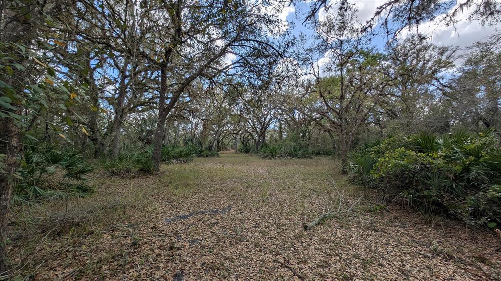 Gillette Road Zolfo Springs, FL 33890 - Photo 32 of 86 a view of a forest with trees in the background