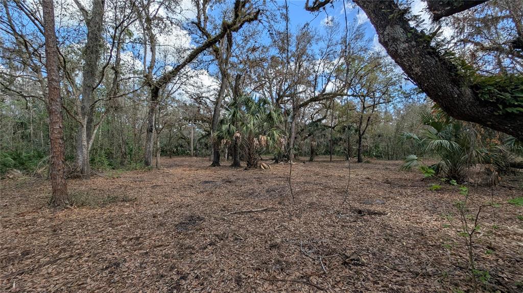 Gillette Road Zolfo Springs, FL 33890 - Photo 35 of 86 a view of a forest with trees in the background