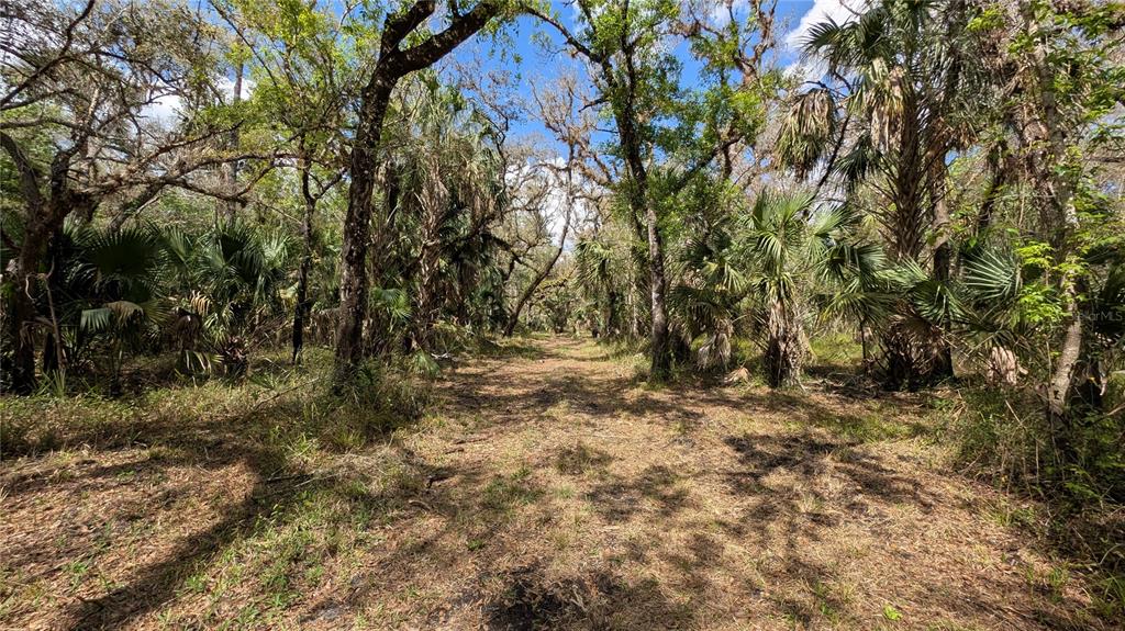 Gillette Road Zolfo Springs, FL 33890 - Photo 37 of 86 a view of a yard with a tree