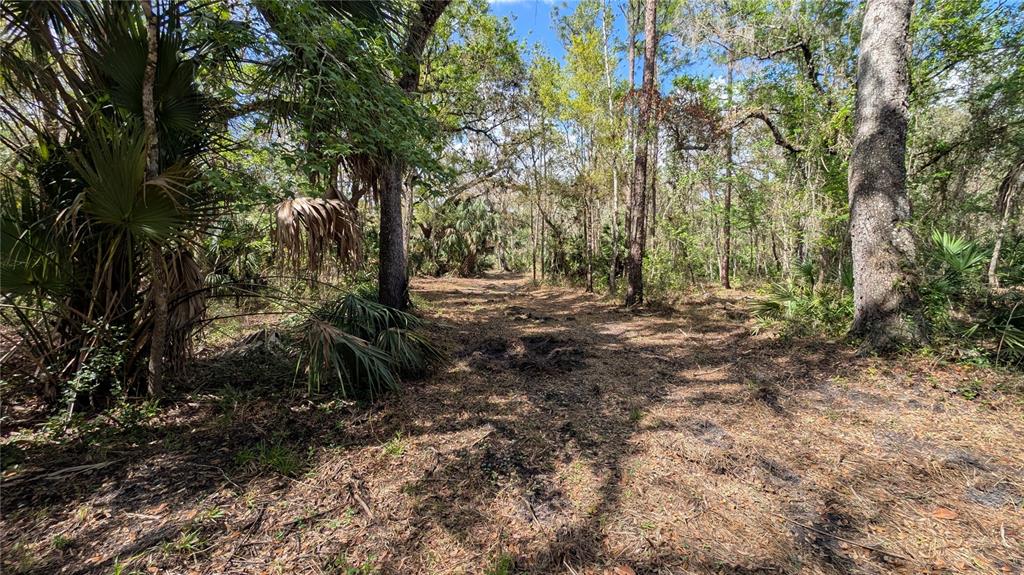 Gillette Road Zolfo Springs, FL 33890 - Photo 45 of 86 a view of outdoor space and trees