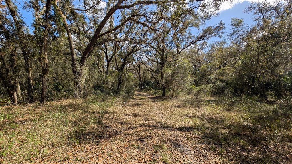 Gillette Road Zolfo Springs, FL 33890 - Photo 46 of 86 a view of a yard with a tree