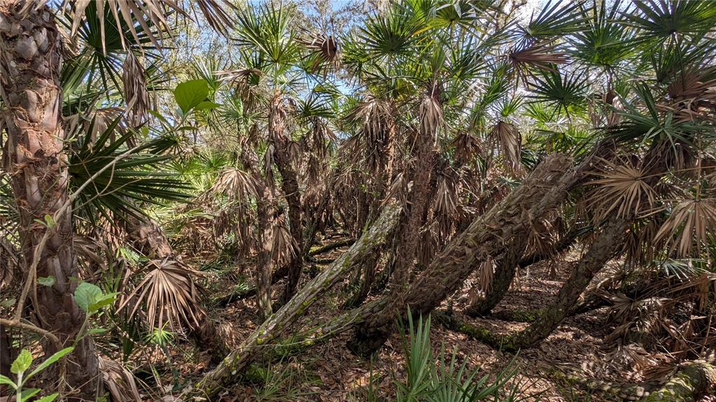 Gillette Road Zolfo Springs, FL 33890 - Photo 51 of 86