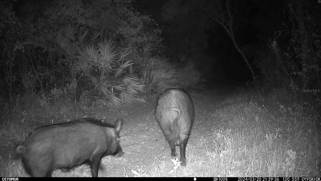 Gillette Road Zolfo Springs, FL 33890 - Photo 78 of 86
