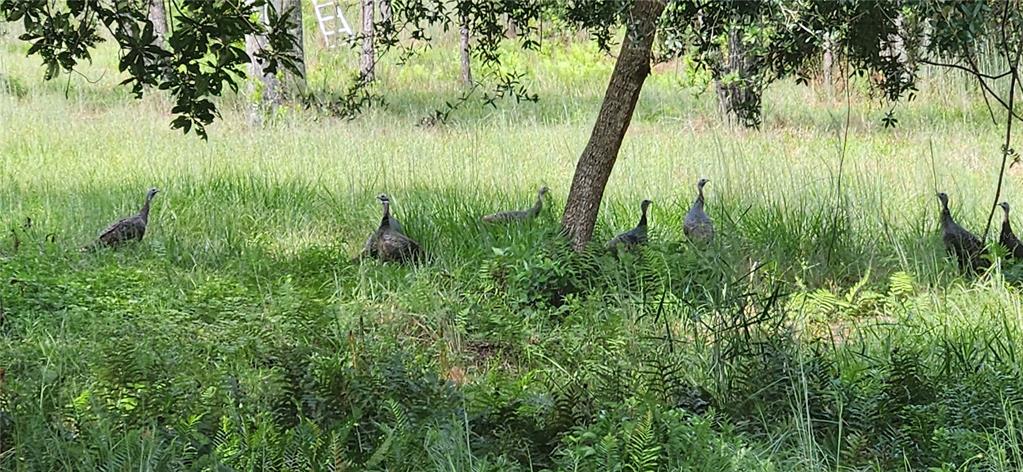 Gillette Road Zolfo Springs, FL 33890 - Photo 79 of 86