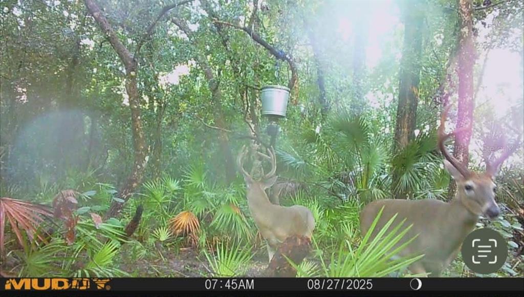 Gillette Road Zolfo Springs, FL 33890 - Photo 84 of 86