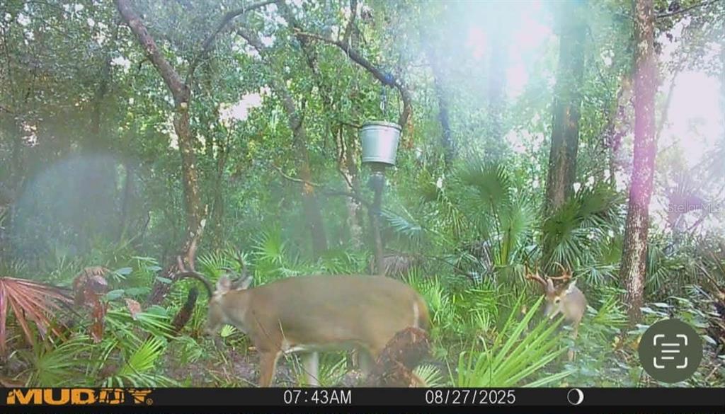 Gillette Road Zolfo Springs, FL 33890 - Photo 85 of 86
