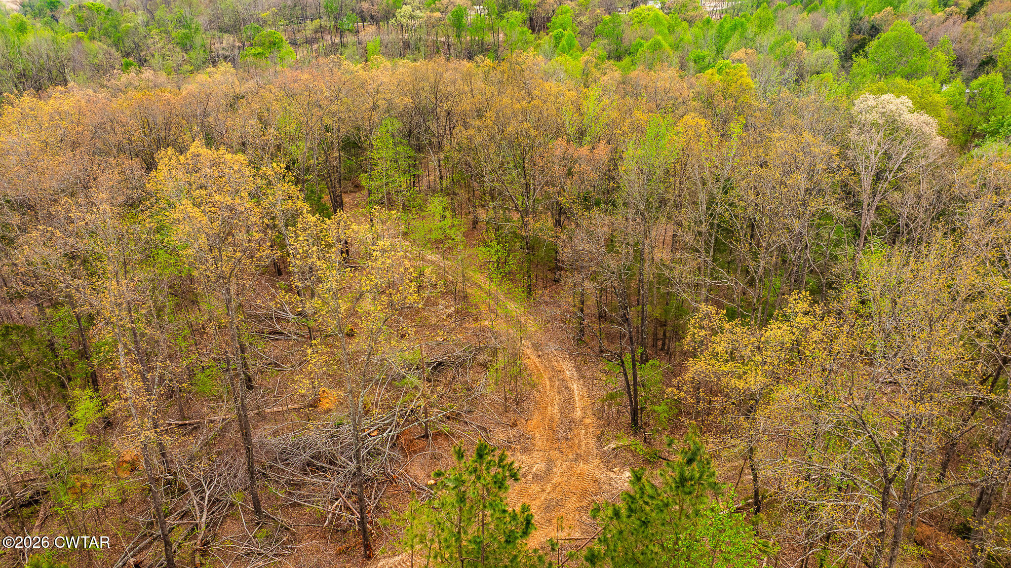 6930 Highway 423 McKenzie, TN 38201 - Photo 8 of 8 a view of a yard covered with tall trees
