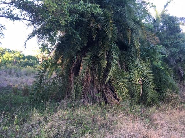2310 A Road Loxahatchee, FL 33470 - Photo 14 of 15 North View
